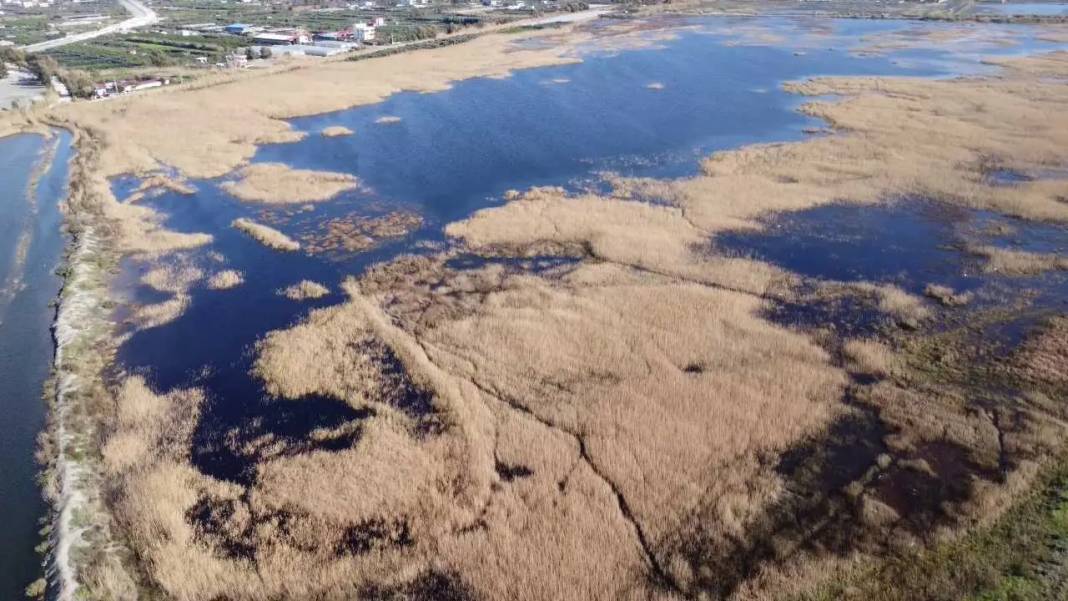 Yağmurlarla Milleyha Kuş Cenneti’nde Hayat Yeniden Başladı 3